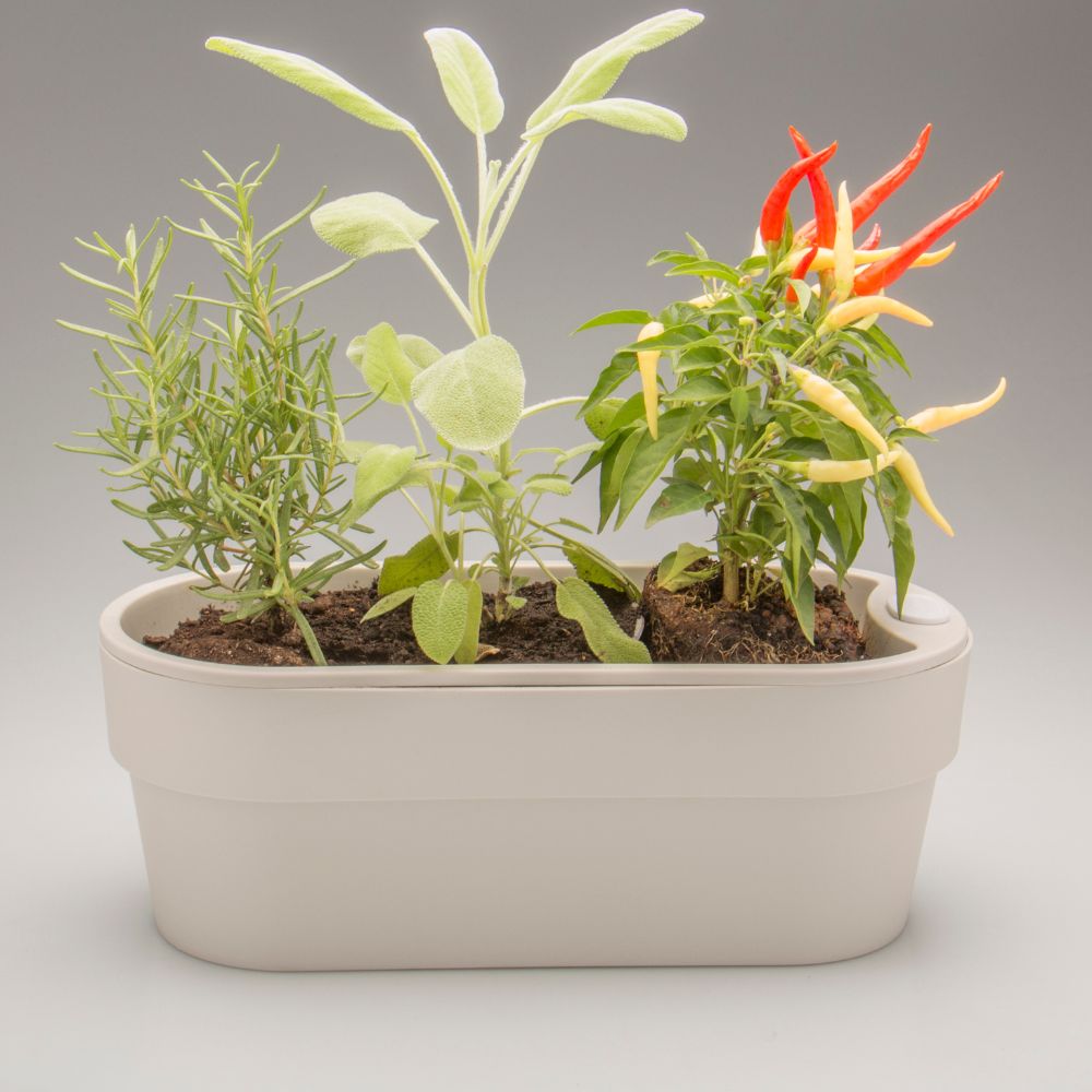Huerta de Cultivo 29x10x11cm OU «Autoriego» (Beige) - Imagen 4
