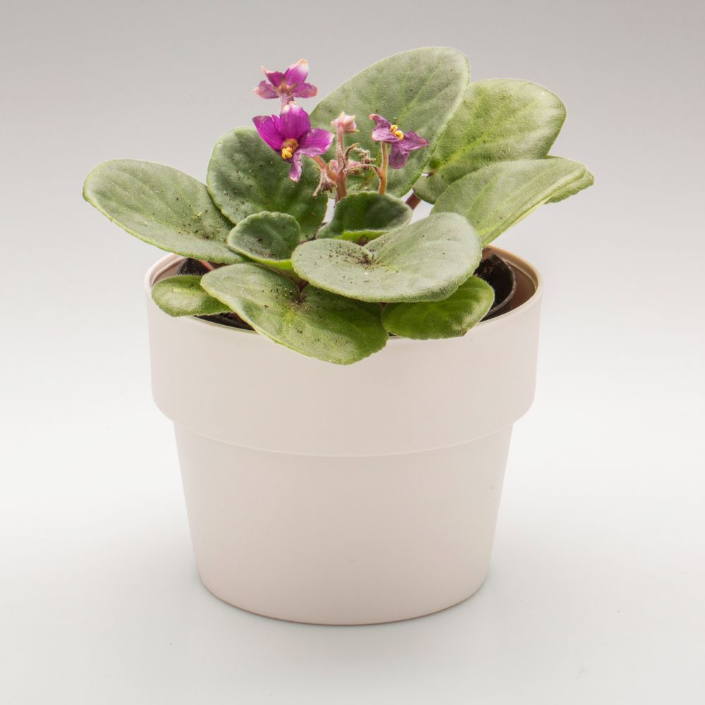 Maceta de Cultivo 13x10cm OU «Cultivar» (Beige) - Imagen 3