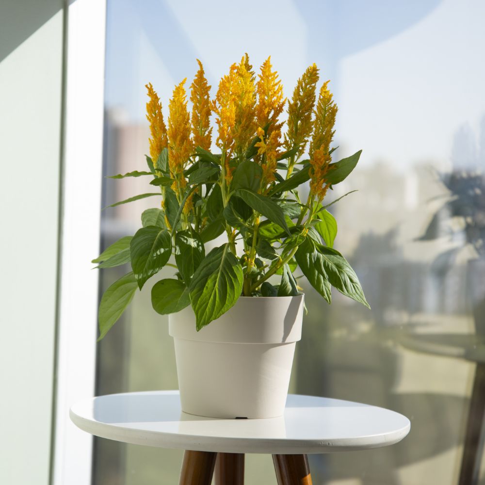 Maceta de Cultivo 13x10cm OU «Cultivar» (Beige) - Imagen 4